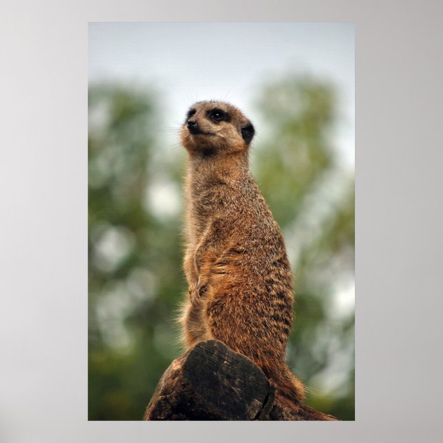 Póster Procurando por amor (Frente)