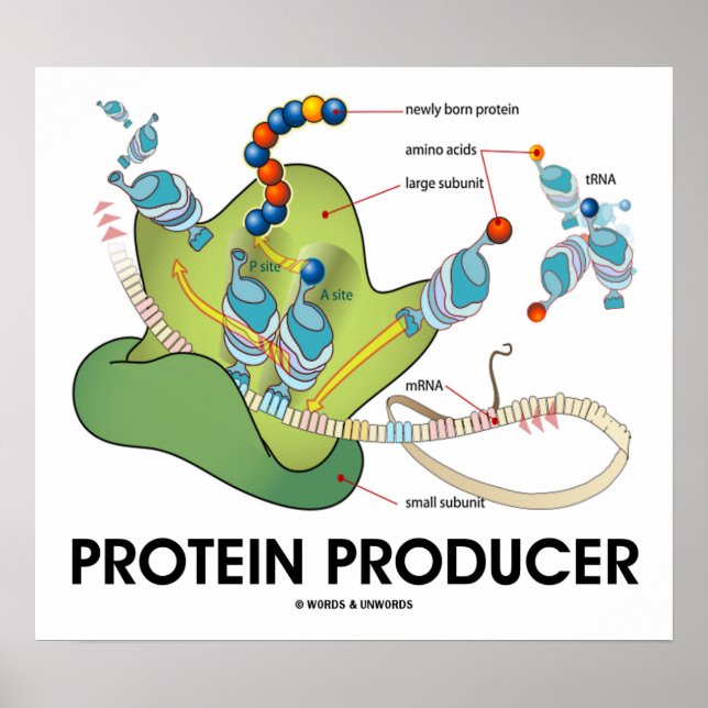 Póster Produtor De Proteínas (Biologia Molecular) (Frente)