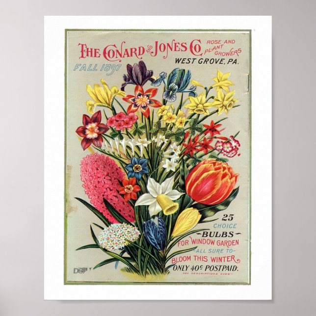 Poster Produtores de Rosa e Plantas Conrad & Jones 1897 (Frente)