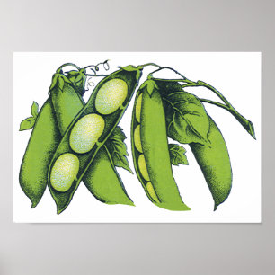 Poster Produtos Hortícolas Vintage; Feijões-Lima, Comidas