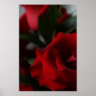 Póster Profundamente, obscuridade - rosas vermelhas