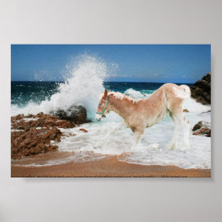 Póster Projeto Do Mar