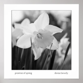 Poster promessa de primavera daffodil jonquil preto e bra