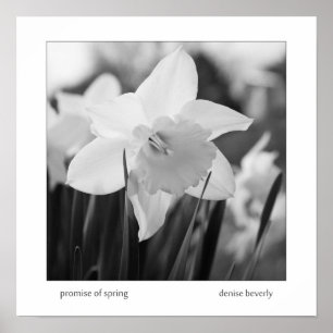 Poster promessa de primavera daffodil jonquil preto e bra