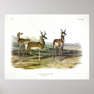 Poster Prong-horned Antelope (Pronghorn) by Audubon