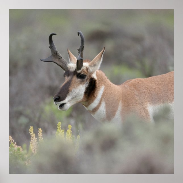Poster Pronghorn Antelope Buck | Grand Tetons (Frente)