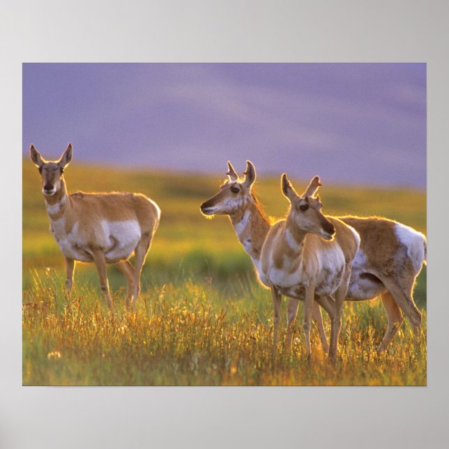 Póster Pronghorn Antelope em Montana (Frente)