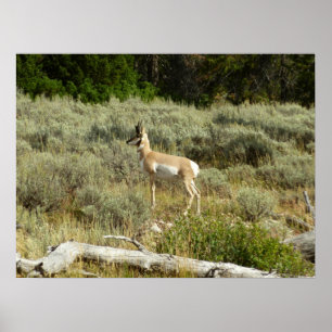 Póster Pronghorn no Grand Teton National Park