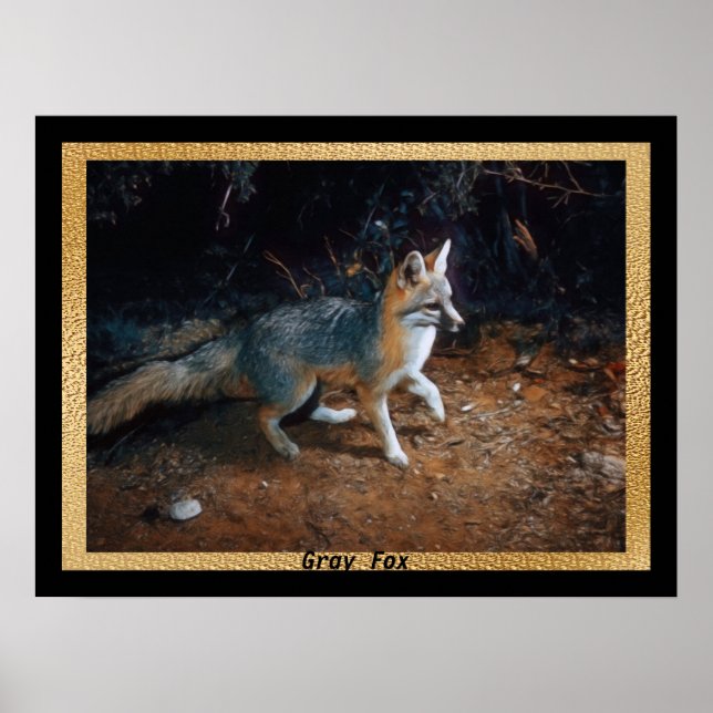 Poster Pronto para Raposa de cinza (Frente)