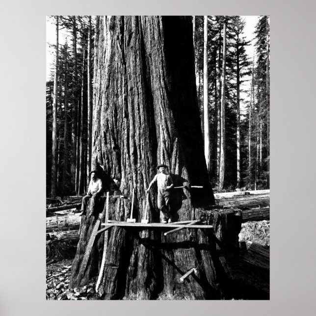 Póster PRONTO PARA SOLTAR UMA SEQUOIA GIGANTE c. 1888 (Frente)