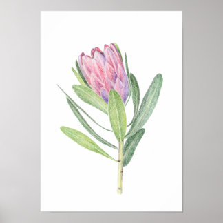 Poster Protea