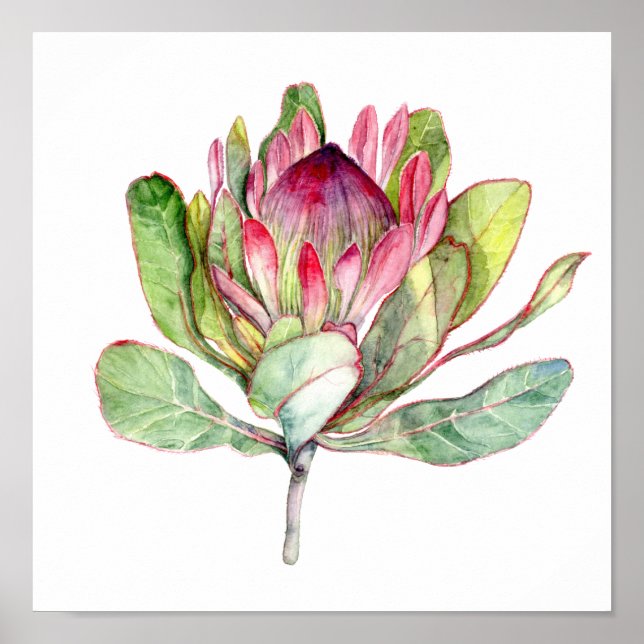Póster Protea Flor (Frente)