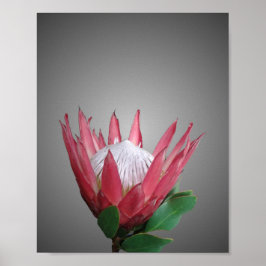 Poster Protea Flor