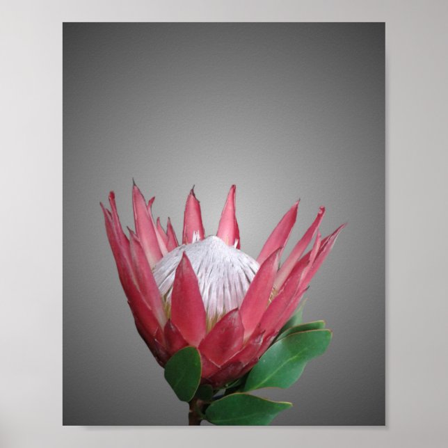 Poster Protea Flor (Frente)