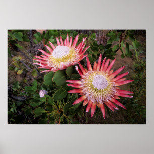 Poster Protea-rei (Protea Cynaroides), Helderberg