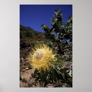 Poster Protea Waboom (Protea Nitidia), Langeberg