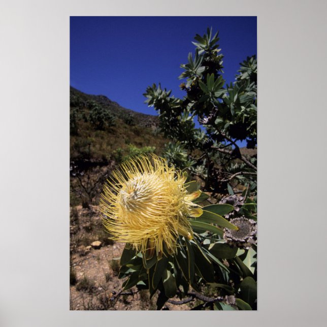 Poster Protea Waboom (Protea Nitidia), Langeberg (Frente)