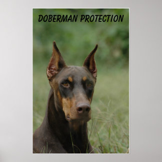 Poster Proteção Doberman