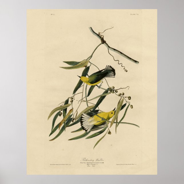 Poster Prothonotary Warbler - Aves da América de Audubon (Frente)