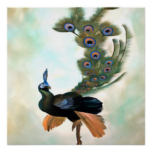 Póster Proud As A Peacock Colorful Courtship Display