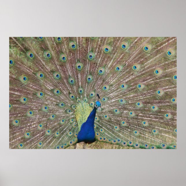 Poster Proud Peacock (Frente)