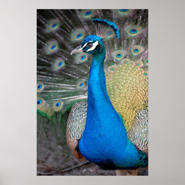 Poster Proud Peacock (Frente)