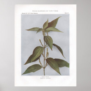 Poster Provocação falsa - cylindrica do Boehmeria