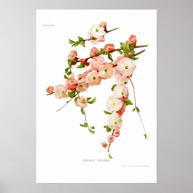 Póster Prunus triloba (amêndoa com flores) (Frente)