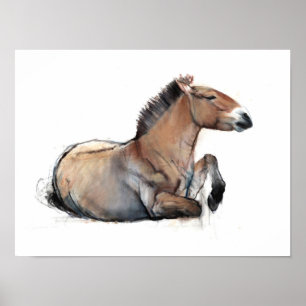 Poster Przewalski assentado 2011