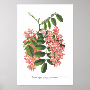 Póster Pseudo-acácia do Robinia