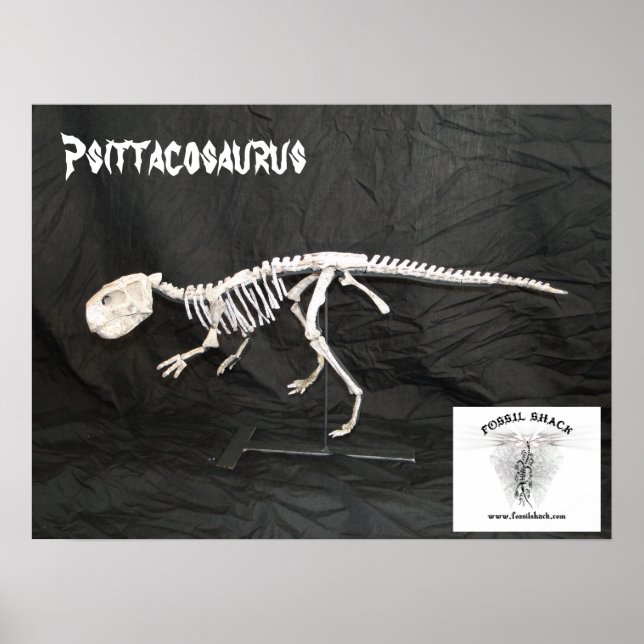 Póster Psittacossauro Skeleton (Frente)