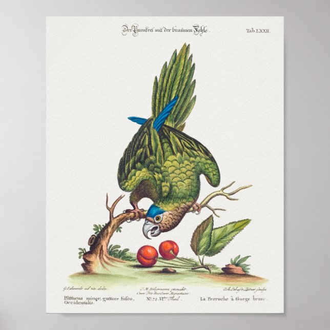 Poster Psittacus minor gutture fusco, occidentalis  1749 (Frente)
