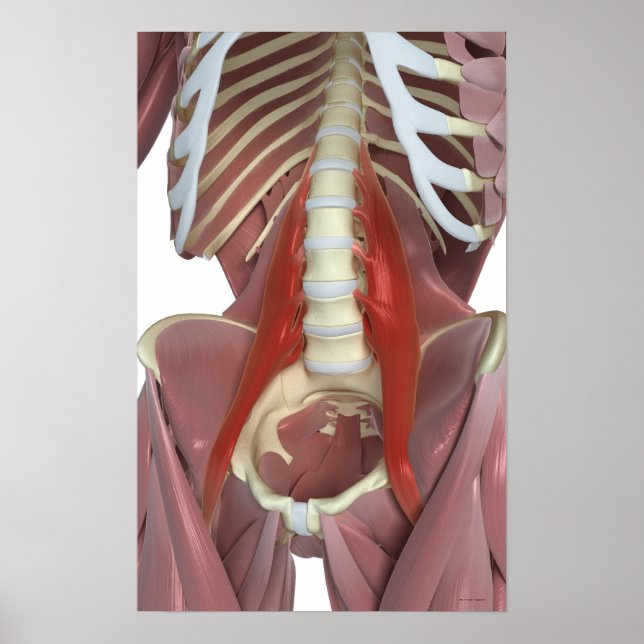 Poster Psoas Major (Frente)