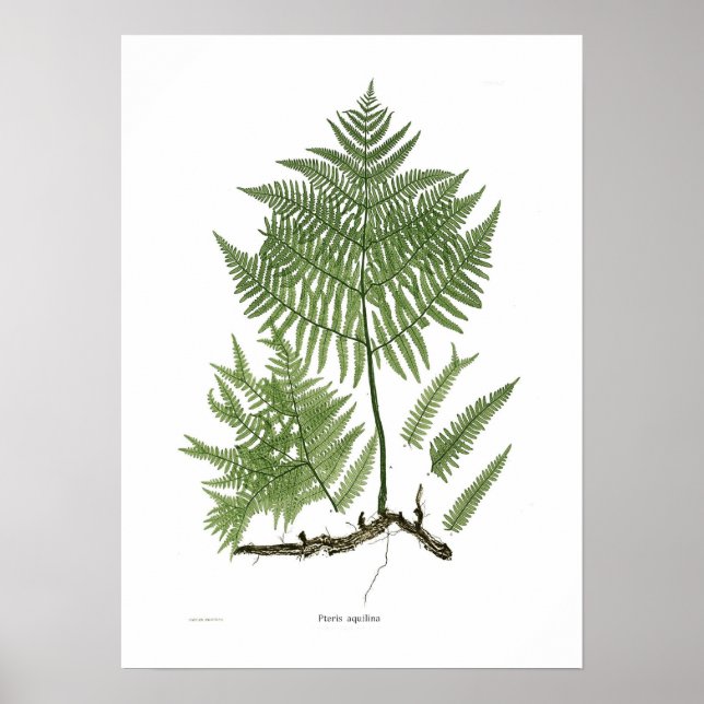Póster Pteridium aquilinum (Frente)