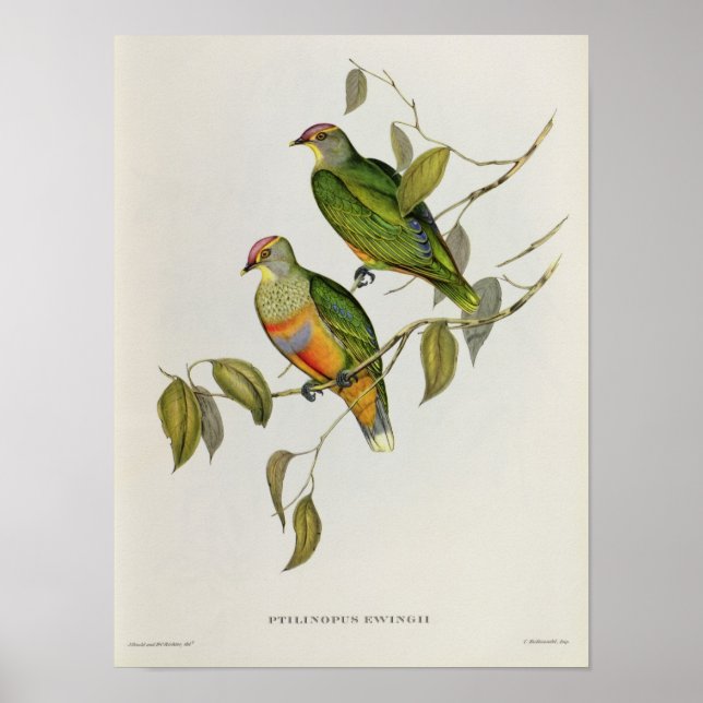 Póster Ptilinopus Ewingii (Frente)