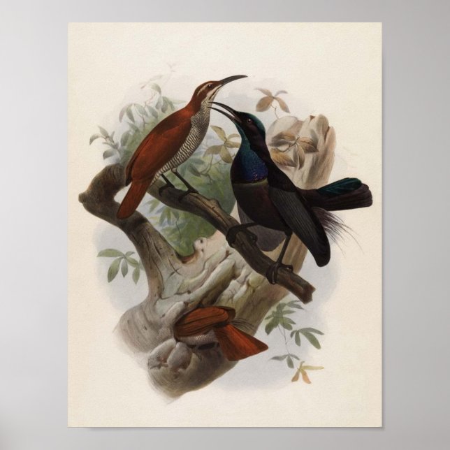 Poster Ptiloris magnificus - Magnifico Rifle-bird (Frente)