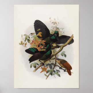 Póster Ptiloris victoriae - Rifle-bird da Rainha Vitória