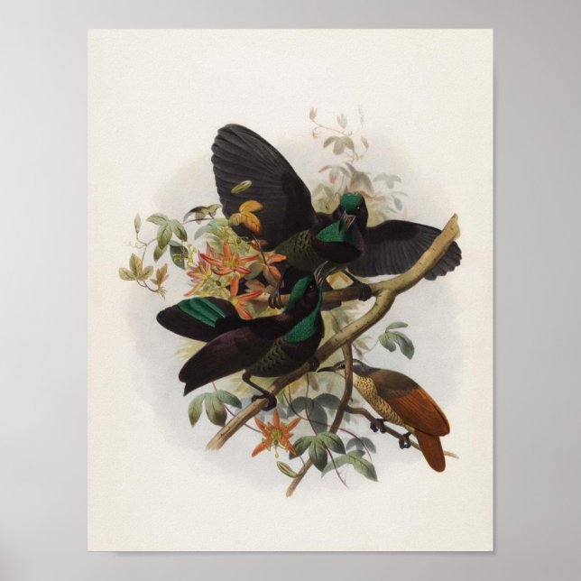 Póster Ptiloris victoriae - Rifle-bird da Rainha Vitória (Frente)