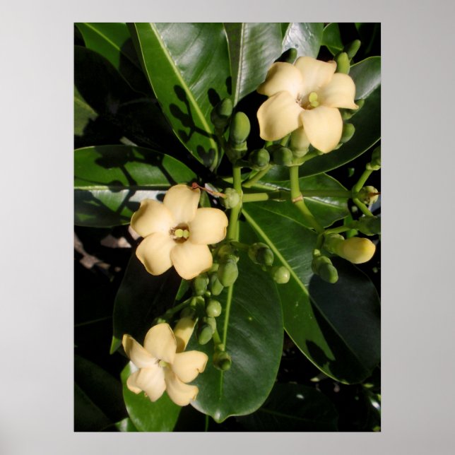 Póster Puakenikeni (Frente)