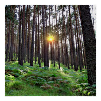 Puesta de Sol en el bosque