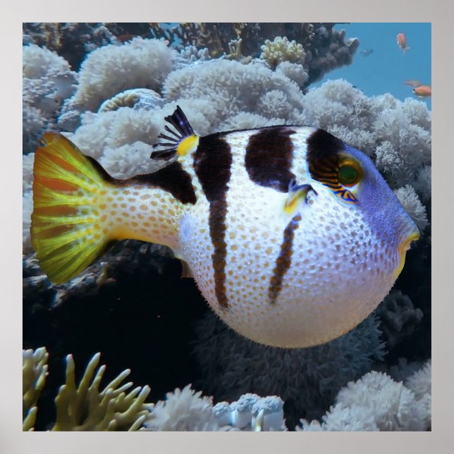 Poster Puffer Fish (Frente)