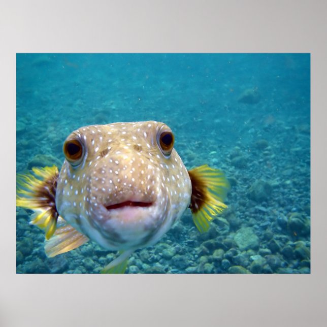 Póster Puffer Fish Arothron Hispidus (Frente)