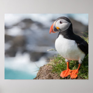 Póster Puffin