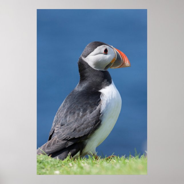 Poster Puffin Atlântico (Fratercula Arctica) No Cliff (Frente)