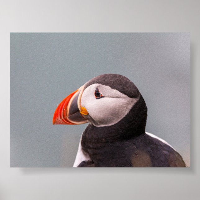 Poster Puffin bird in Iceland (Frente)