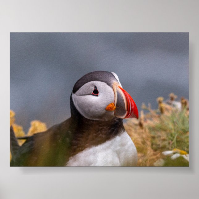 Poster Puffin bird in Iceland (Frente)