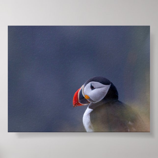 Poster Puffin bird in Iceland (Frente)