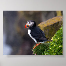 Poster Puffin bird in Iceland
