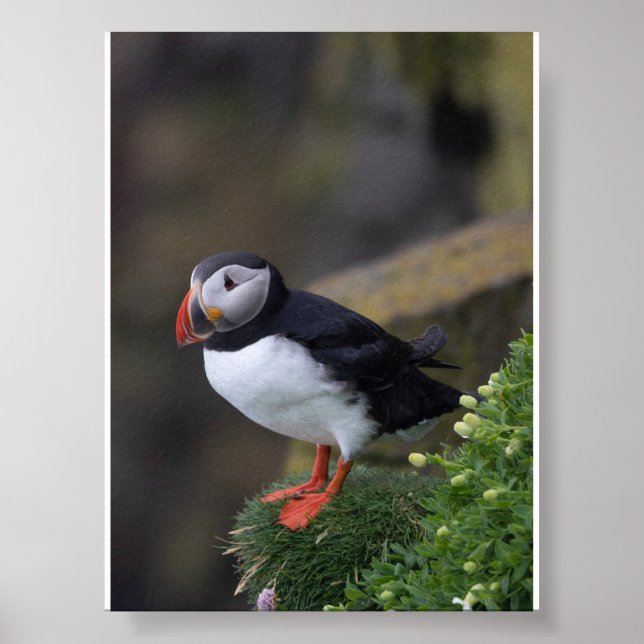 Poster Puffin bird in Iceland (Frente)
