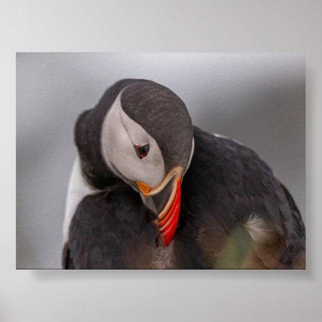 Poster Puffin bird in Iceland (Frente)